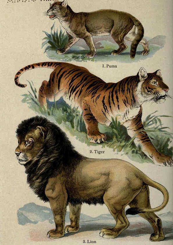 Reproducción/Reproduction 5985361932: The handy natural history Boston,R.G. Badger, The Gorham press,1910