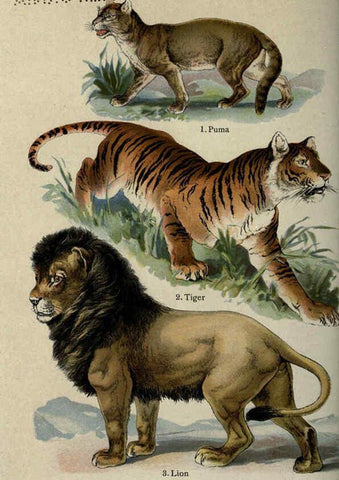 Reproducción/Reproduction 5985361932: The handy natural history Boston,R.G. Badger, The Gorham press,1910