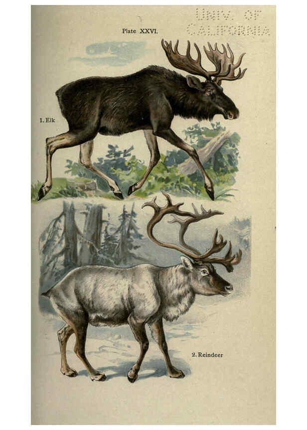 Reproducción/Reproduction 5984804307: The handy natural history Boston,R.G. Badger, The Gorham press,1910