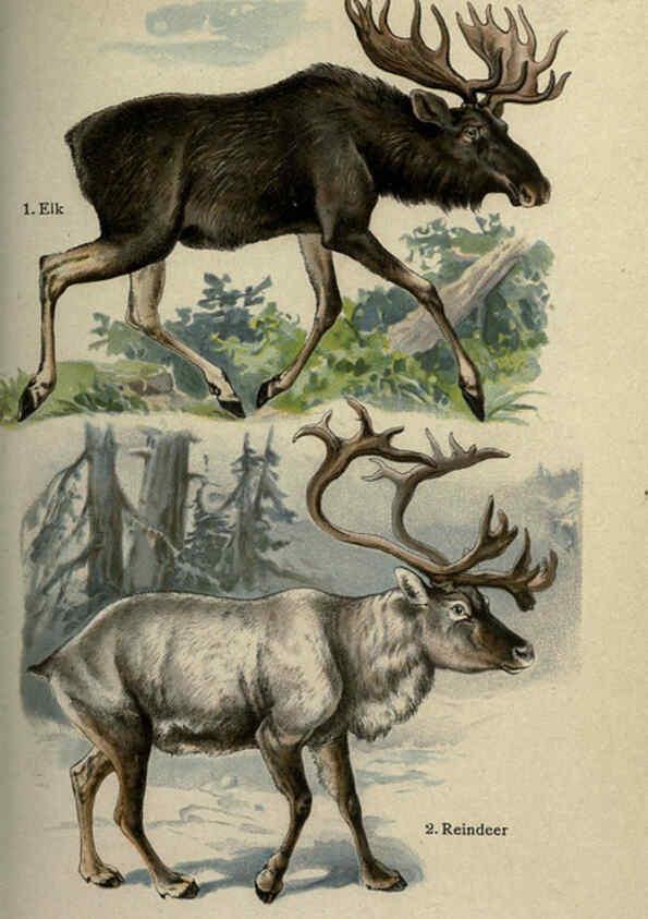 Reproducción/Reproduction 5984804307: The handy natural history Boston,R.G. Badger, The Gorham press,1910