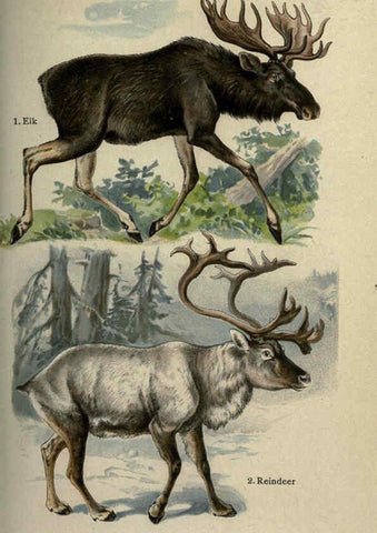 Reproducción/Reproduction 5984804307: The handy natural history Boston,R.G. Badger, The Gorham press,1910