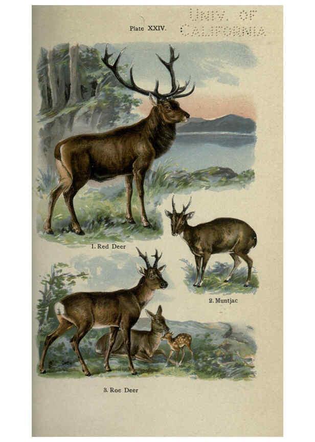 Reproducción/Reproduction 5985366848: The handy natural history Boston,R.G. Badger, The Gorham press,1910
