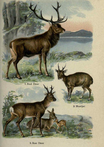 Reproducción/Reproduction 5985366848: The handy natural history Boston,R.G. Badger, The Gorham press,1910