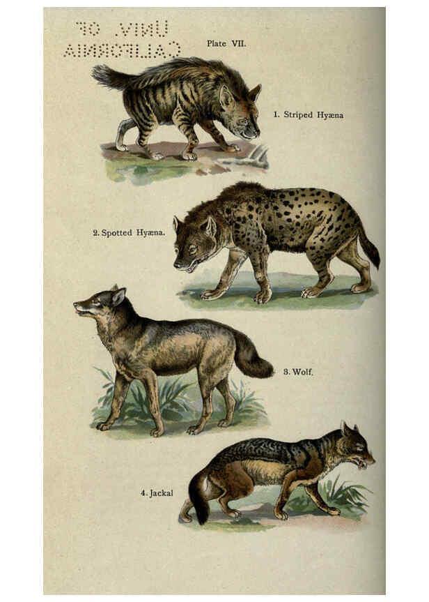 Reproducción/Reproduction 5985362404: The handy natural history Boston,R.G. Badger, The Gorham press,1910