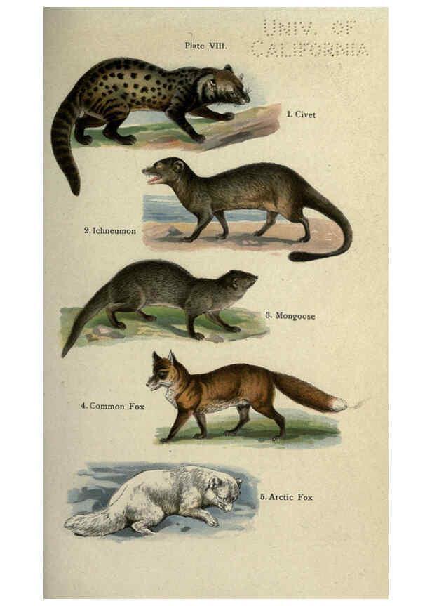 Reproducción/Reproduction 5985362744: The handy natural history Boston,R.G. Badger, The Gorham press,1910