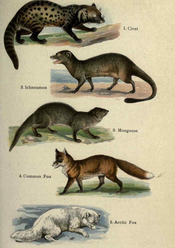 Reproducción/Reproduction 5985362744: The handy natural history Boston,R.G. Badger, The Gorham press,1910