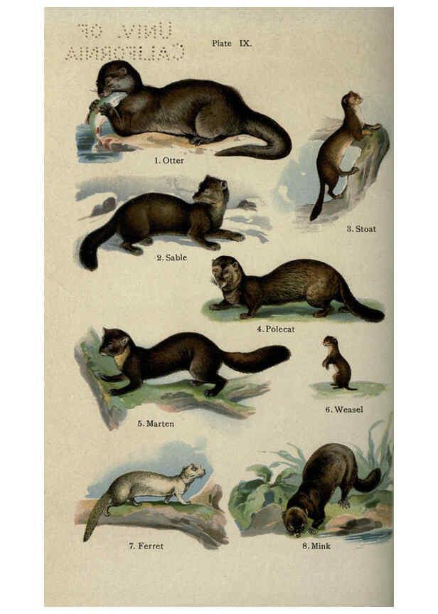 Reproducción/Reproduction 5984799835: The handy natural history Boston,R.G. Badger, The Gorham press,1910