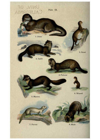 Reproducción/Reproduction 5984799835: The handy natural history Boston,R.G. Badger, The Gorham press,1910