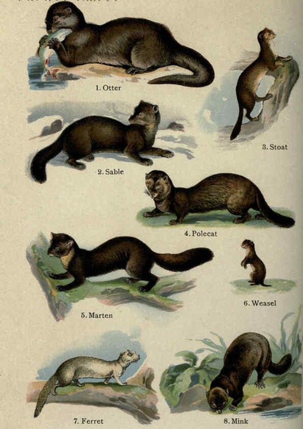 Reproducción/Reproduction 5984799835: The handy natural history Boston,R.G. Badger, The Gorham press,1910