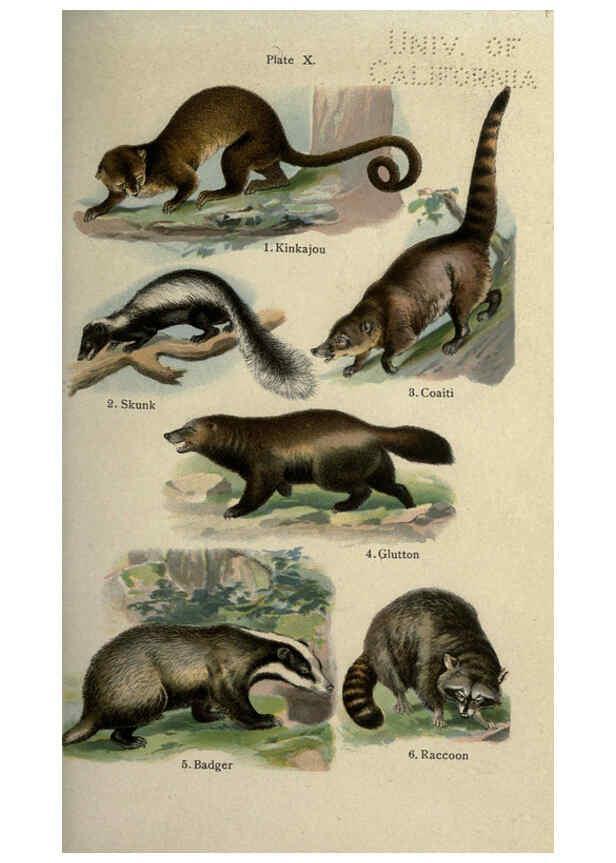 Reproducción/Reproduction 5984800047: The handy natural history Boston,R.G. Badger, The Gorham press,1910