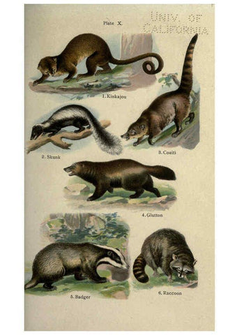 Reproducción/Reproduction 5984800047: The handy natural history Boston,R.G. Badger, The Gorham press,1910