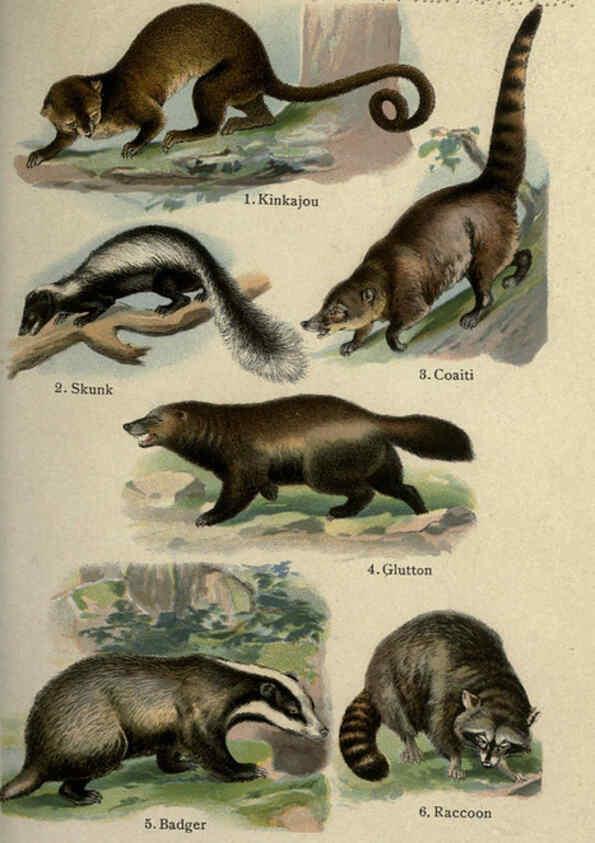 Reproducción/Reproduction 5984800047: The handy natural history Boston,R.G. Badger, The Gorham press,1910