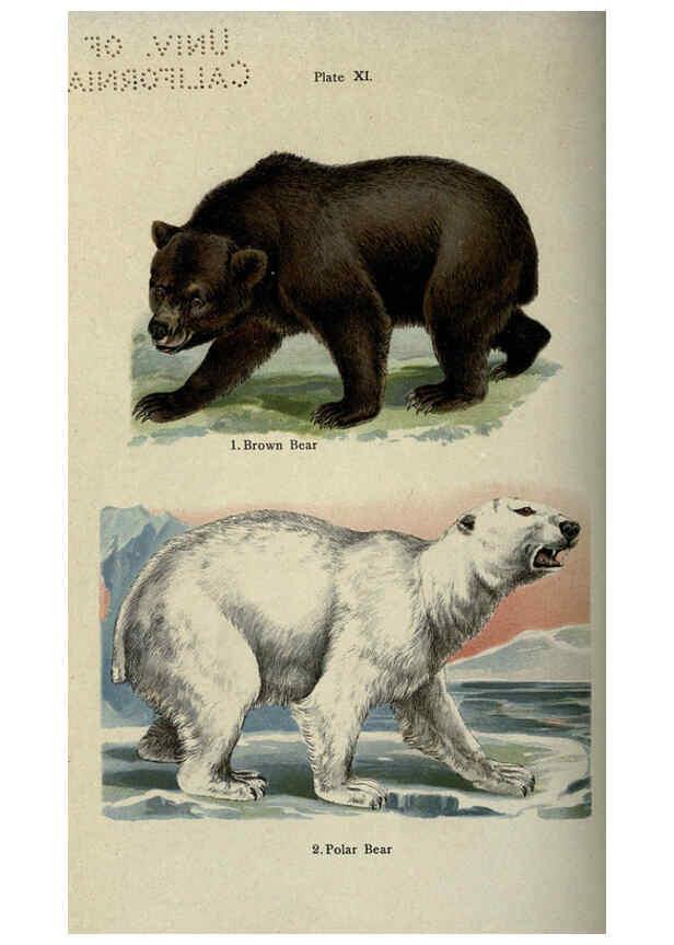Reproducción/Reproduction 5984800255: The handy natural history Boston,R.G. Badger, The Gorham press,1910