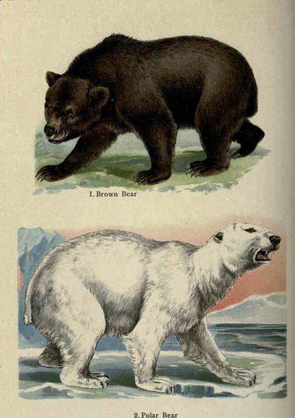 Reproducción/Reproduction 5984800255: The handy natural history Boston,R.G. Badger, The Gorham press,1910