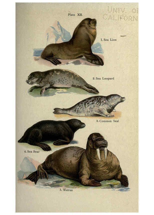 Reproducción/Reproduction 5984800465: The handy natural history Boston,R.G. Badger, The Gorham press,1910