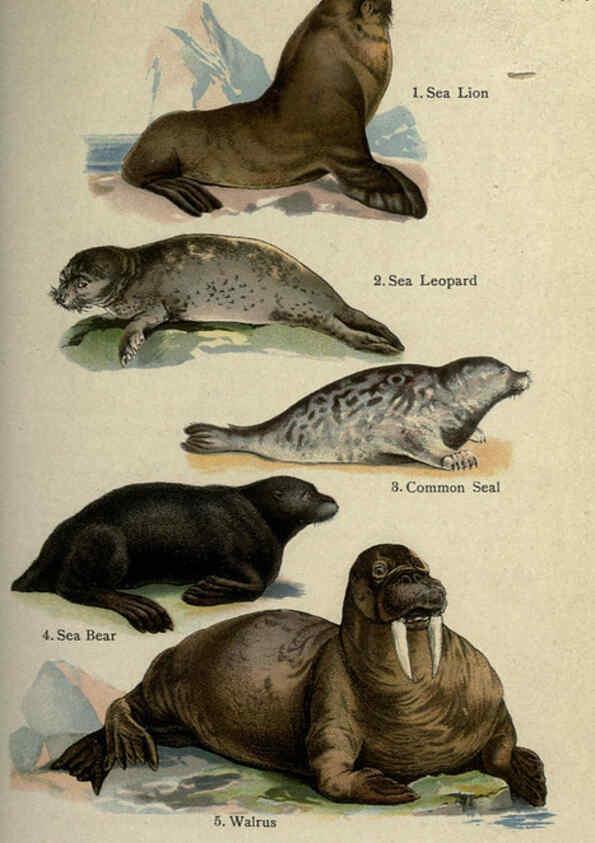 Reproducción/Reproduction 5984800465: The handy natural history Boston,R.G. Badger, The Gorham press,1910