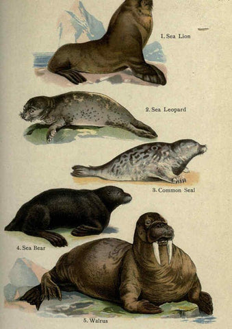 Reproducción/Reproduction 5984800465: The handy natural history Boston,R.G. Badger, The Gorham press,1910