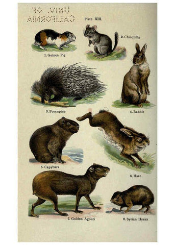 Reproducción/Reproduction 5984800981: The handy natural history Boston,R.G. Badger, The Gorham press,1910