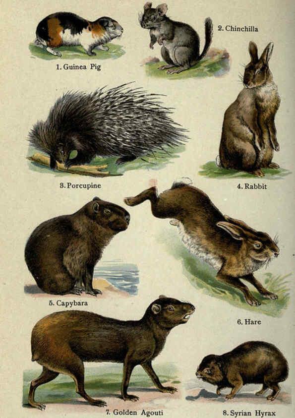 Reproducción/Reproduction 5984800981: The handy natural history Boston,R.G. Badger, The Gorham press,1910