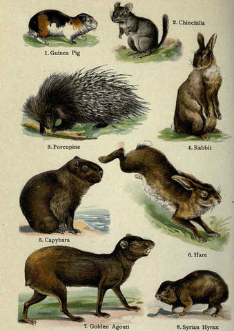 Reproducción/Reproduction 5984800981: The handy natural history Boston,R.G. Badger, The Gorham press,1910