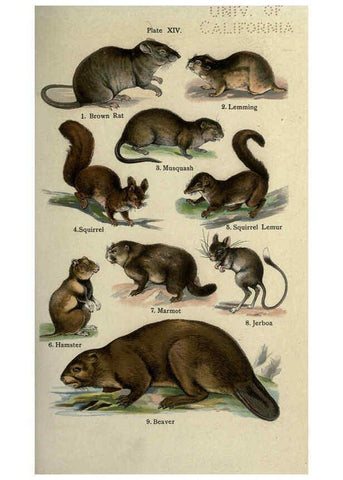 Reproducción/Reproduction 5984801179: The handy natural history Boston,R.G. Badger, The Gorham press,1910
