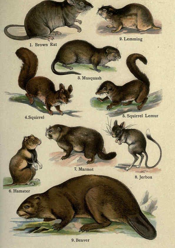 Reproducción/Reproduction 5984801179: The handy natural history Boston,R.G. Badger, The Gorham press,1910