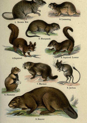 Reproducción/Reproduction 5984801179: The handy natural history Boston,R.G. Badger, The Gorham press,1910