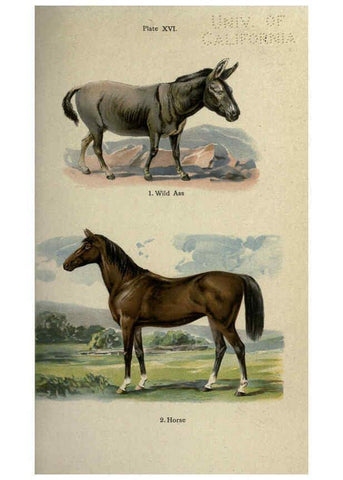 Reproducción/Reproduction 5984801945: The handy natural history Boston,R.G. Badger, The Gorham press,1910