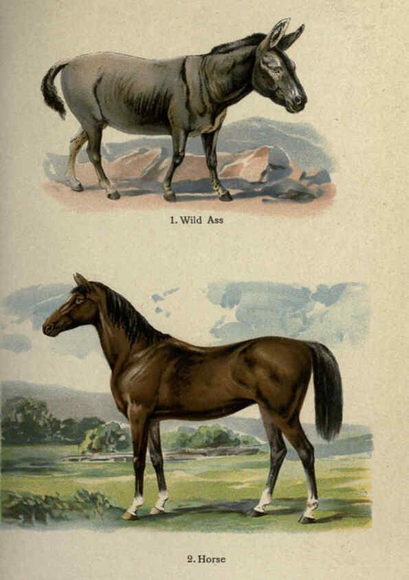 Reproducción/Reproduction 5984801945: The handy natural history Boston,R.G. Badger, The Gorham press,1910
