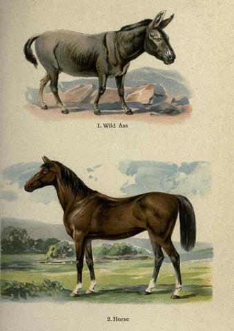 Reproducción/Reproduction 5984801945: The handy natural history Boston,R.G. Badger, The Gorham press,1910