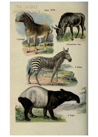 Reproducción/Reproduction 5984802179: The handy natural history Boston,R.G. Badger, The Gorham press,1910