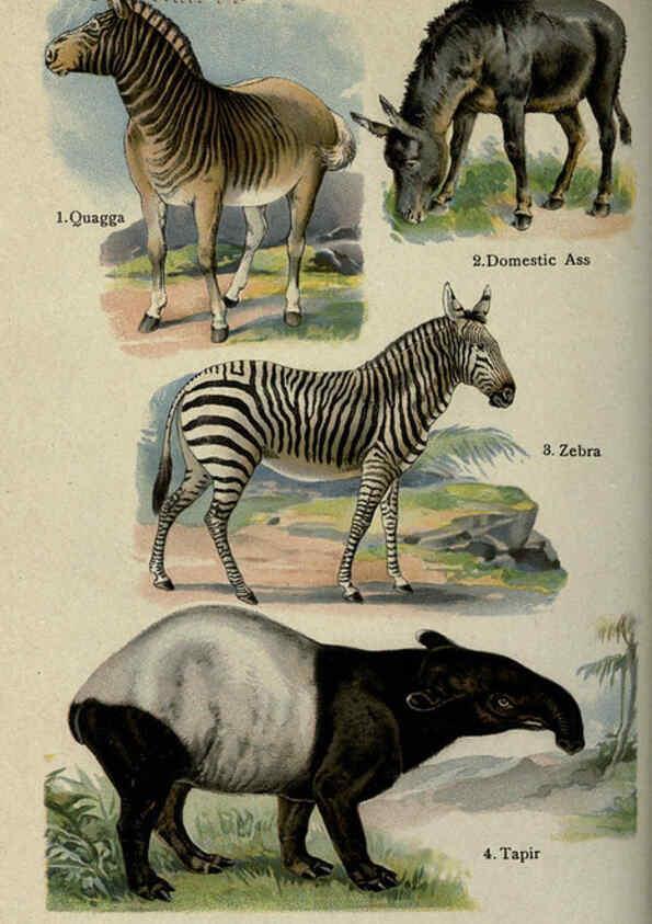Reproducción/Reproduction 5984802179: The handy natural history Boston,R.G. Badger, The Gorham press,1910