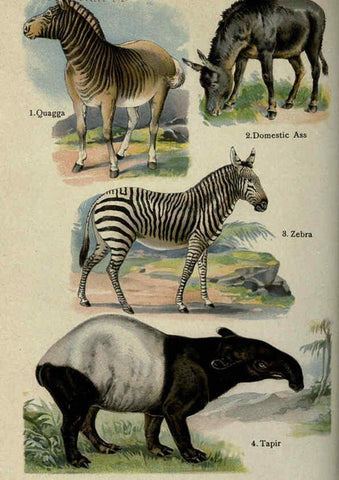 Reproducción/Reproduction 5984802179: The handy natural history Boston,R.G. Badger, The Gorham press,1910