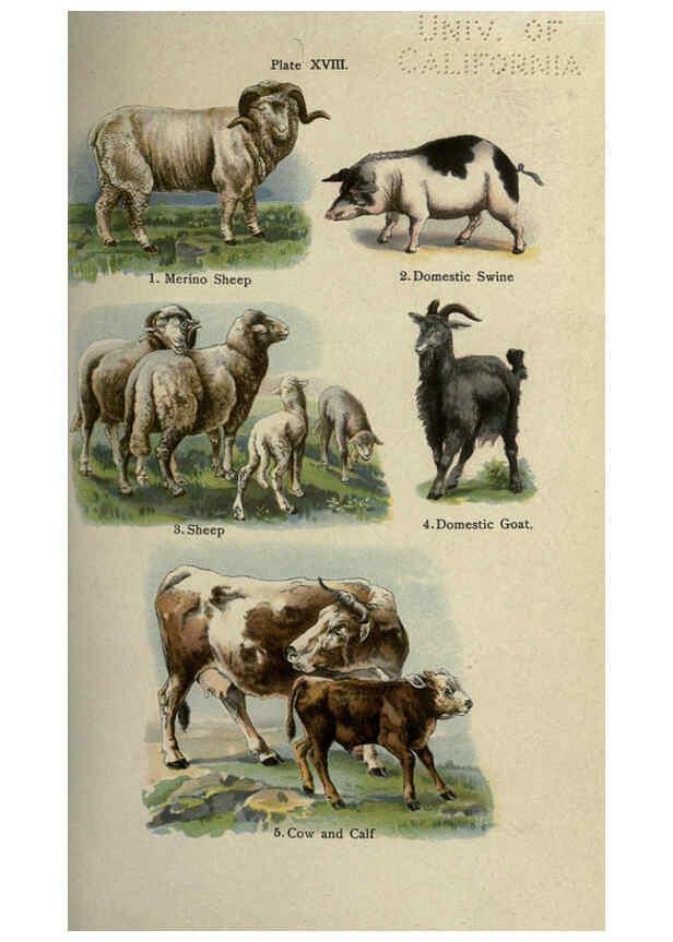 Reproducción/Reproduction 5985365482: The handy natural history Boston,R.G. Badger, The Gorham press,1910