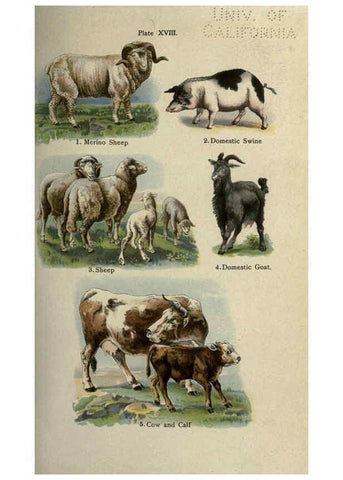 Reproducción/Reproduction 5985365482: The handy natural history Boston,R.G. Badger, The Gorham press,1910