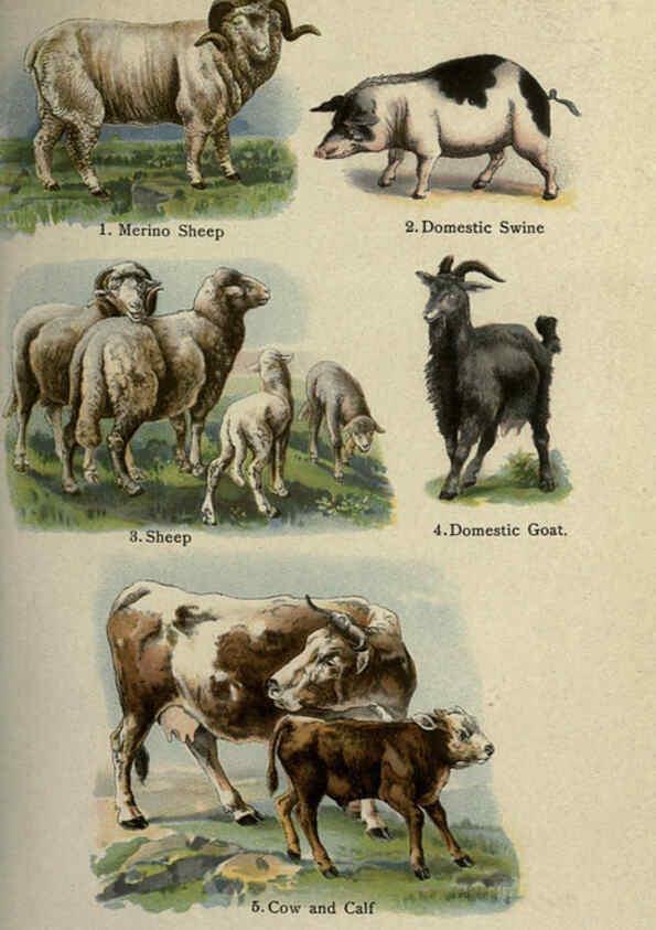 Reproducción/Reproduction 5985365482: The handy natural history Boston,R.G. Badger, The Gorham press,1910