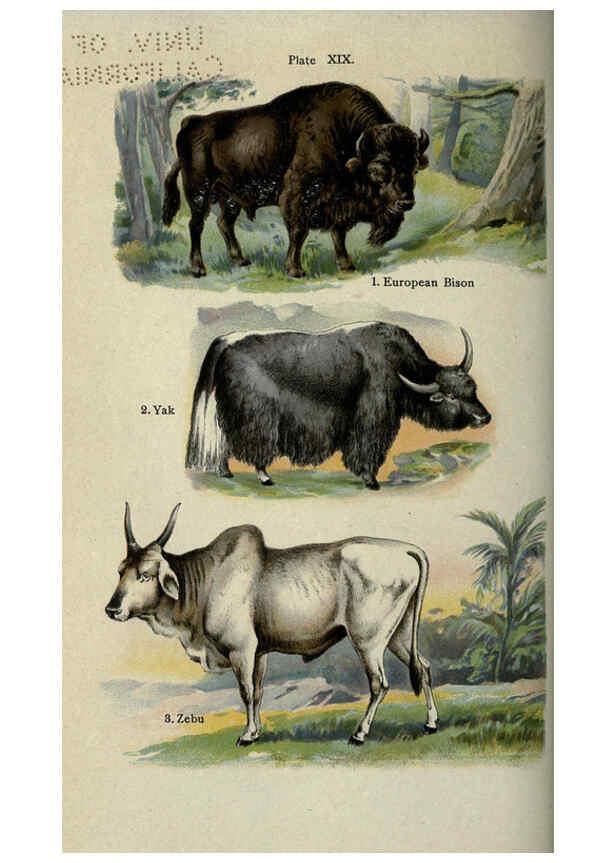Reproducción/Reproduction 5984802599: The handy natural history Boston,R.G. Badger, The Gorham press,1910