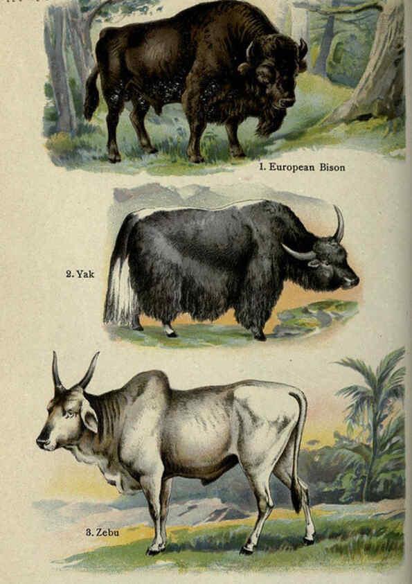 Reproducción/Reproduction 5984802599: The handy natural history Boston,R.G. Badger, The Gorham press,1910