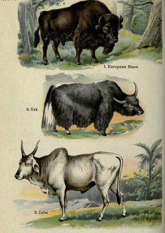 Reproducción/Reproduction 5984802599: The handy natural history Boston,R.G. Badger, The Gorham press,1910