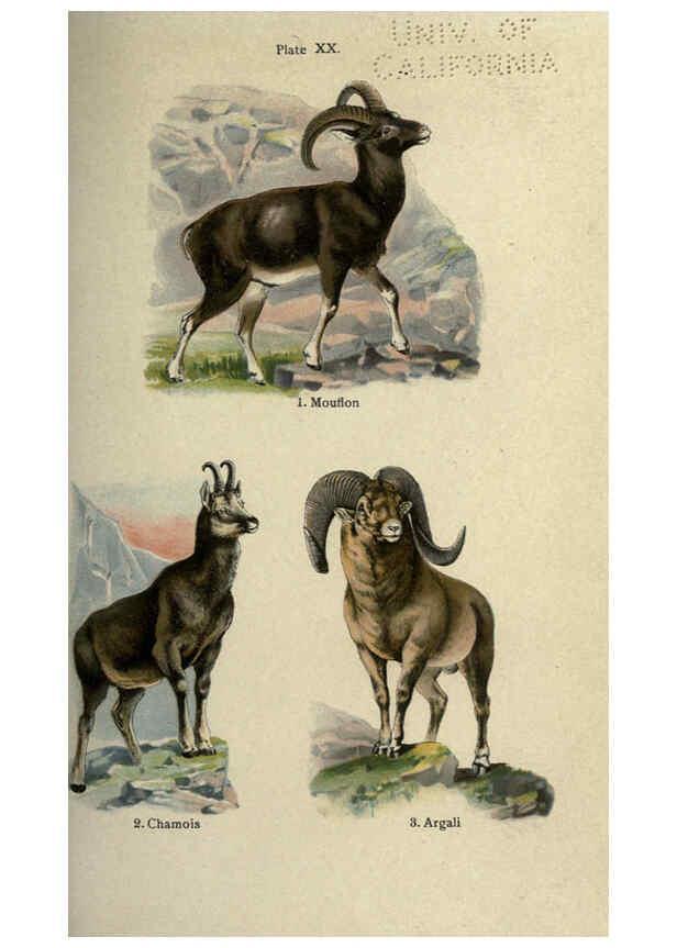 Reproducción/Reproduction 5985365854: The handy natural history Boston,R.G. Badger, The Gorham press,1910