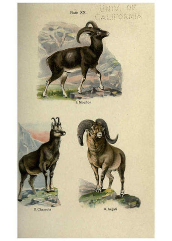 Reproducción/Reproduction 5985365854: The handy natural history Boston,R.G. Badger, The Gorham press,1910