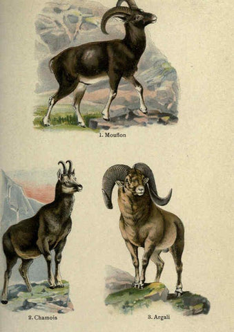 Reproducción/Reproduction 5985365854: The handy natural history Boston,R.G. Badger, The Gorham press,1910
