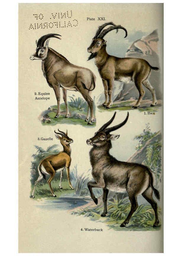 Reproducción/Reproduction 5985366162: The handy natural history Boston,R.G. Badger, The Gorham press,1910