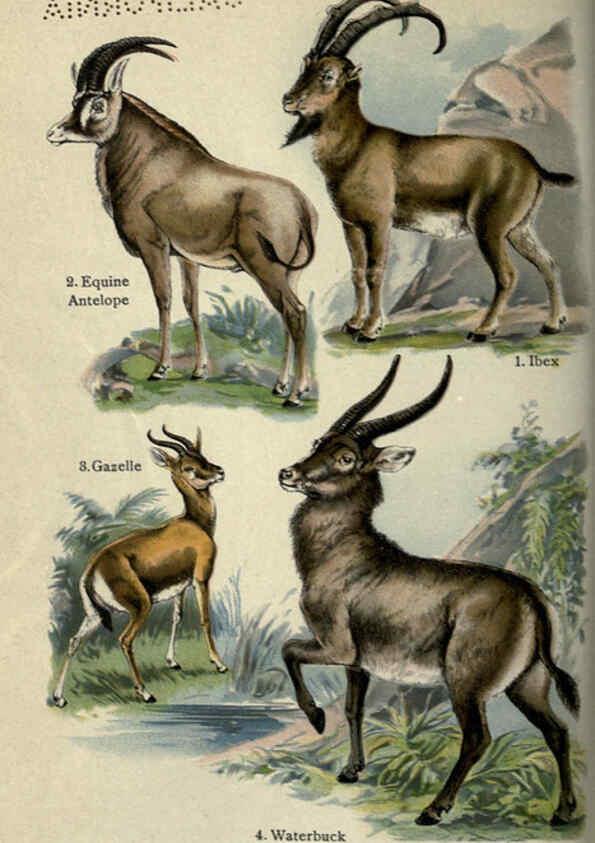 Reproducción/Reproduction 5985366162: The handy natural history Boston,R.G. Badger, The Gorham press,1910