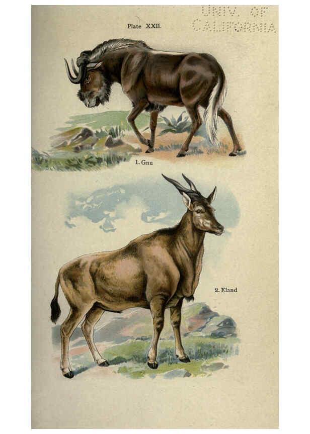 Reproducción/Reproduction 5985366380: The handy natural history Boston,R.G. Badger, The Gorham press,1910