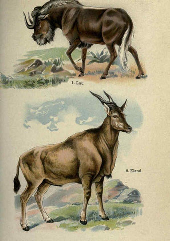Reproducción/Reproduction 5985366380: The handy natural history Boston,R.G. Badger, The Gorham press,1910
