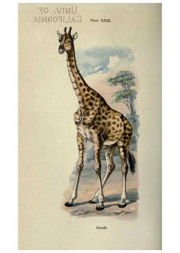 Reproducción/Reproduction 5984803499: The handy natural history Boston,R.G. Badger, The Gorham press,1910