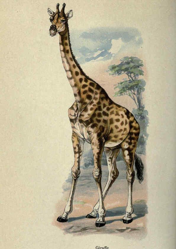 Reproducción/Reproduction 5984803499: The handy natural history Boston,R.G. Badger, The Gorham press,1910
