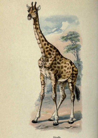 Reproducción/Reproduction 5984803499: The handy natural history Boston,R.G. Badger, The Gorham press,1910