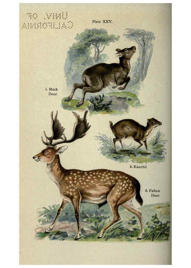 Reproducción/Reproduction 5985367144: The handy natural history Boston,R.G. Badger, The Gorham press,1910